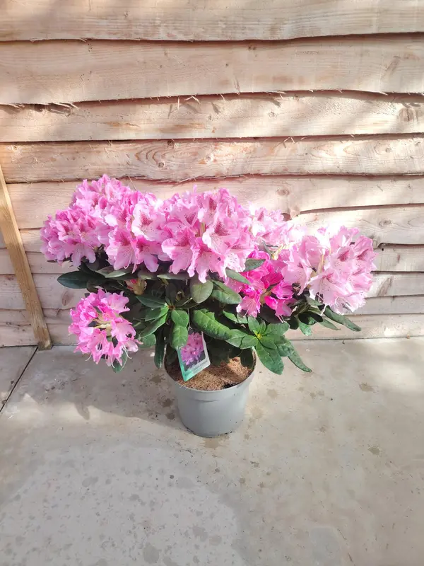Rhododendron Mix