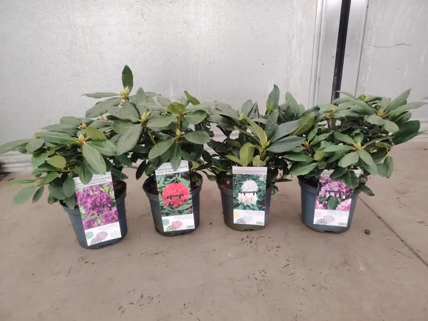 Rhododendron Mix