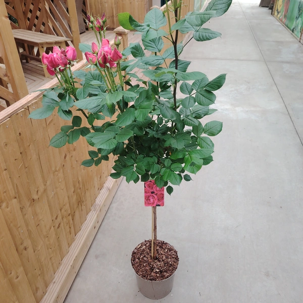 Rose 80cm Stem Mix