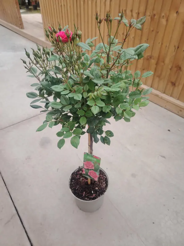 Rose 50cm Stem Mix - image 2