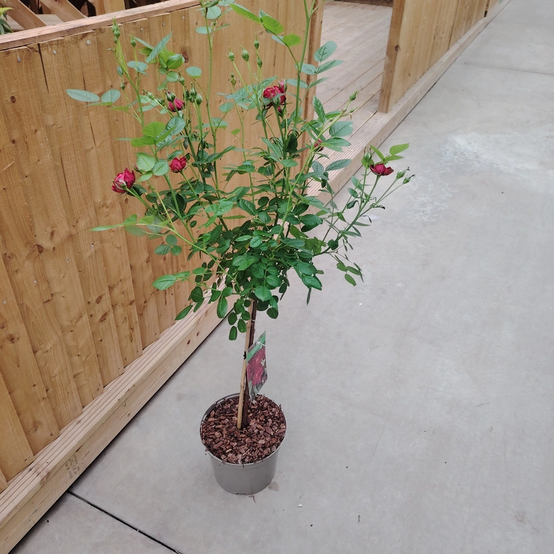 Rose 50cm Stem Mix - image 1
