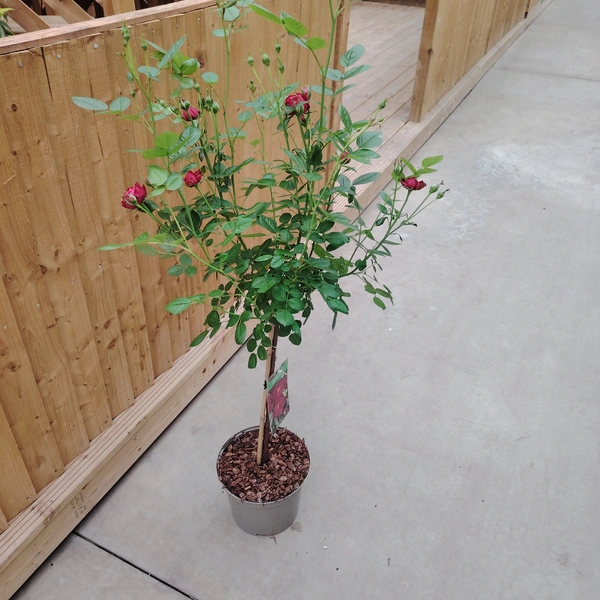 Rose 50cm Stem Mix
