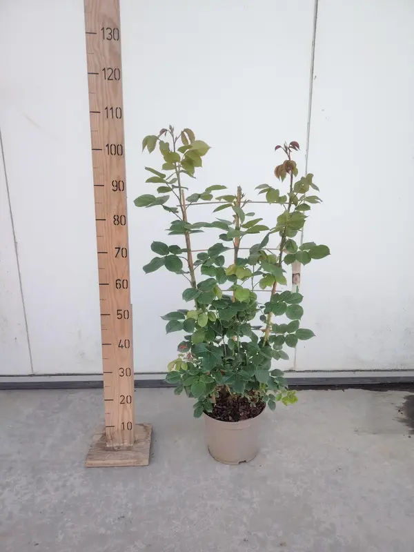 Rose Trellis Parfuma Collection