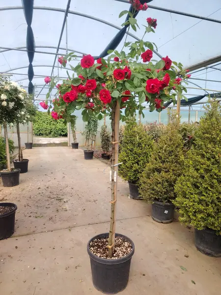 Rose Umbrella