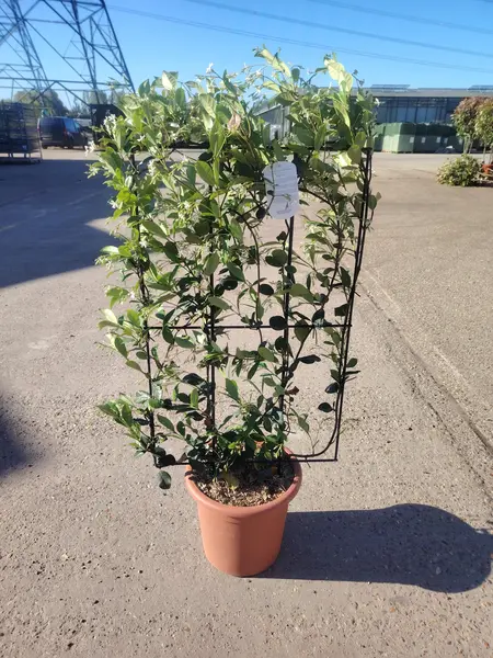 Trachelospermum jasminoides Espalier 90x50cm