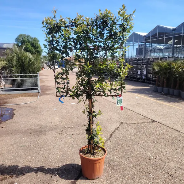 Trachelospurmum 1/2 STD Espalier 80x80