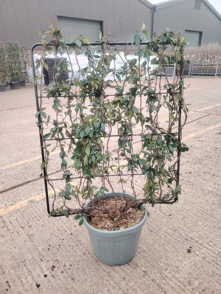 Trachelospurmum Frame 150x100cm - image 2