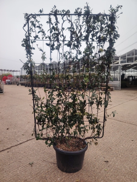 Trachelospurmum Frame 180x120cm