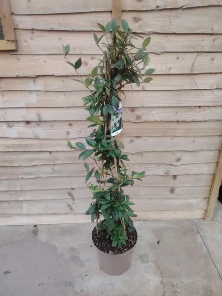 Trachelospurmum Jas. Pyramid