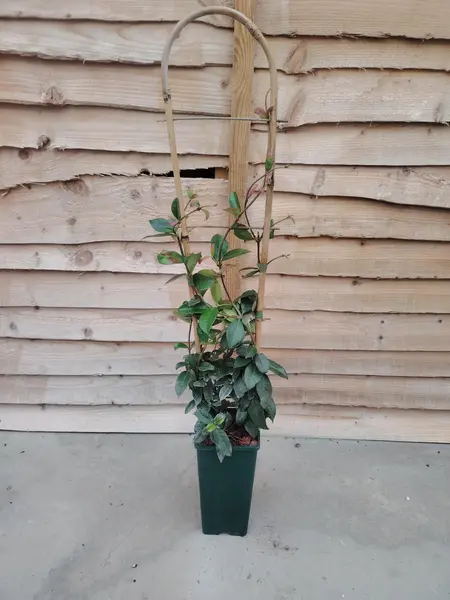 Trachelospurmum Jas. Sml Trellis