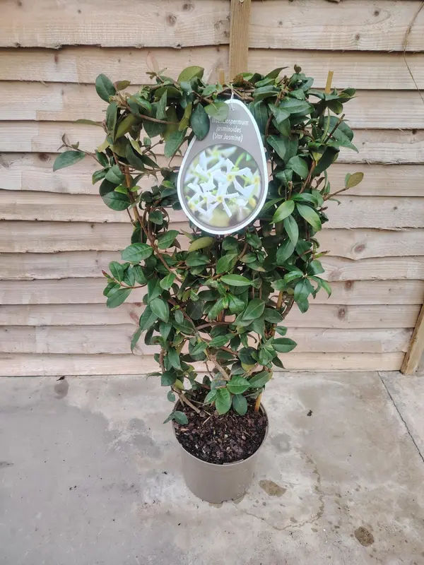 Trachelospurmum Jas. Trellis