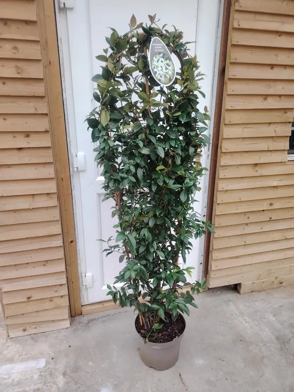 Trachelospurmum Jas. Trellis