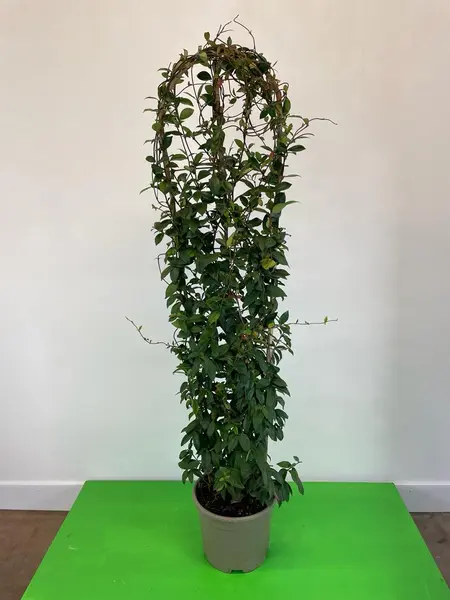Trachelospurmum Jas. Trellis