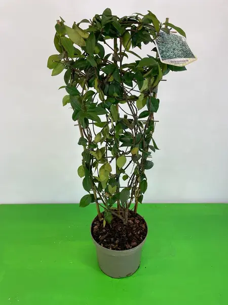 Trachelospurmum Jas. Trellis