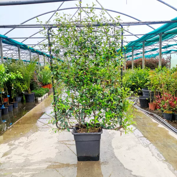 Trachelospurmum Jasminoides Trellis