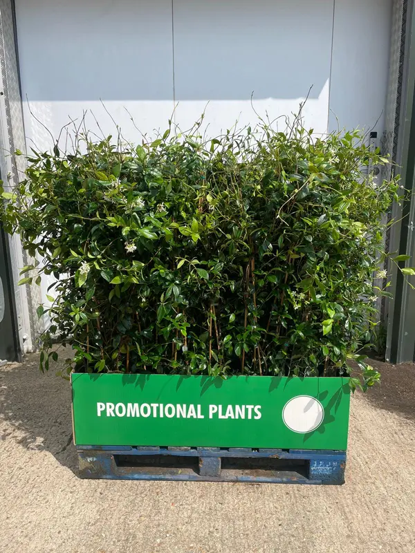 Trachelospurmum Pallet Deal 60x1 - image 1