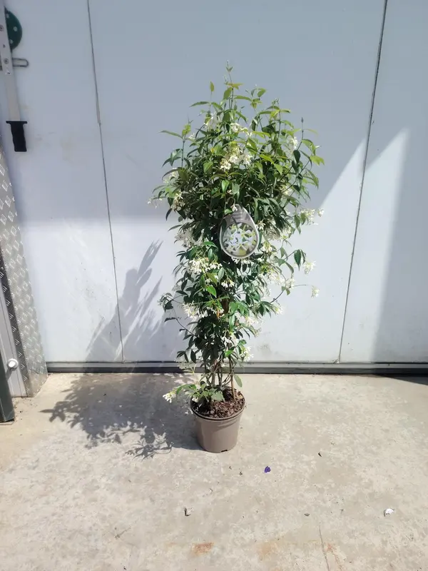 Trachelospurmum Tripod