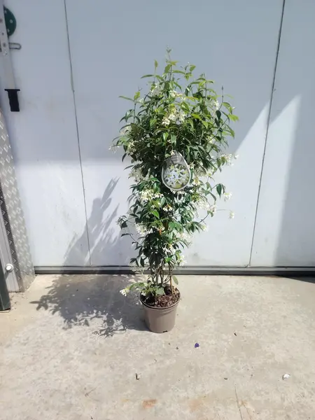 Trachelospurmum Tripod