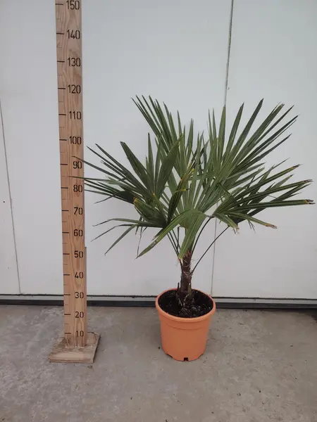 Trachycarpus fortunei