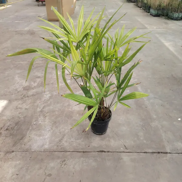 Trachycarpus fortunei