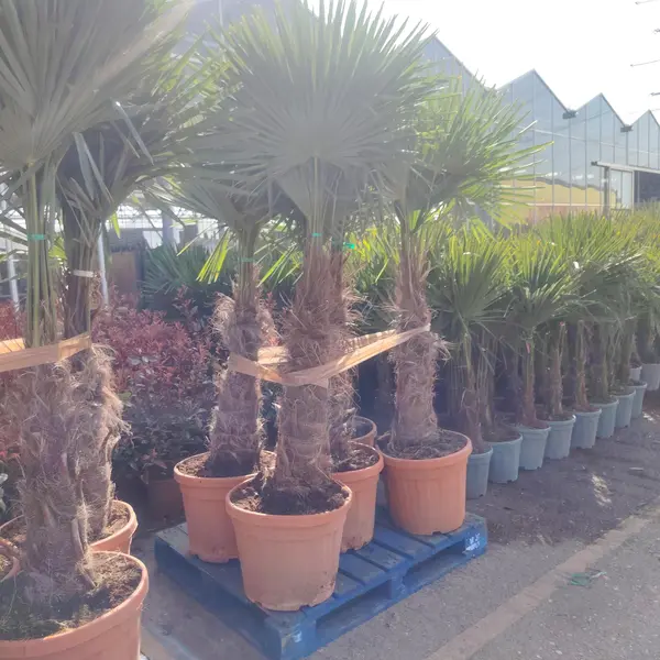 Trachycarpus fortunei