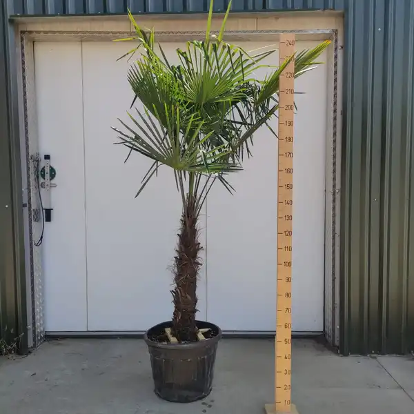 Trachycarpus 'fortunei' Pallet - 1x4