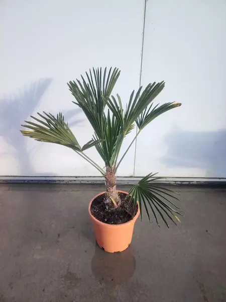 Trachycarpus Wagnerianus