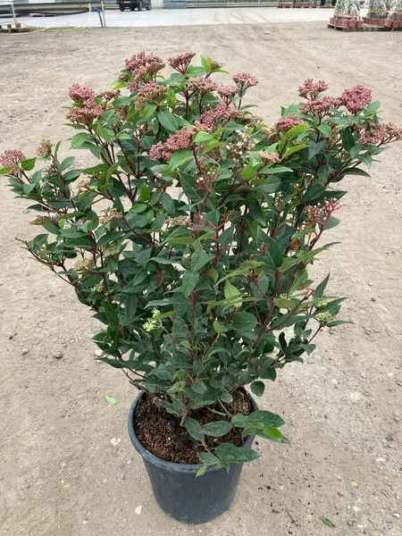 Viburnum tinus