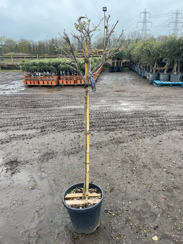 Wisteria 1/2 STD