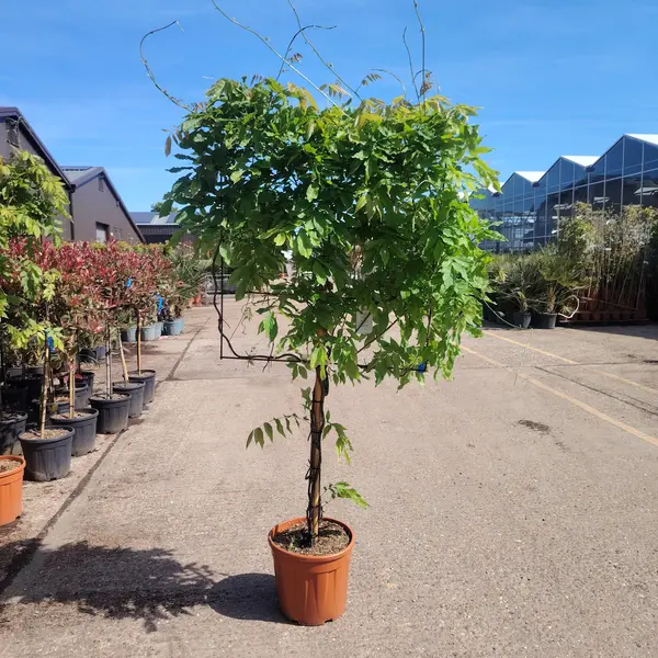 Wisteria 1/2 STD Espalier 80x80cm