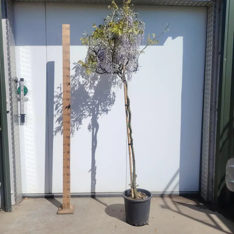Wisteria 3/4 STD