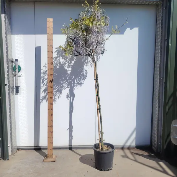 Wisteria 3/4 STD