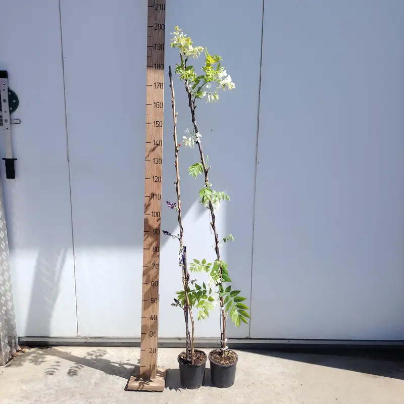 Wisteria Mix Canes - image 2
