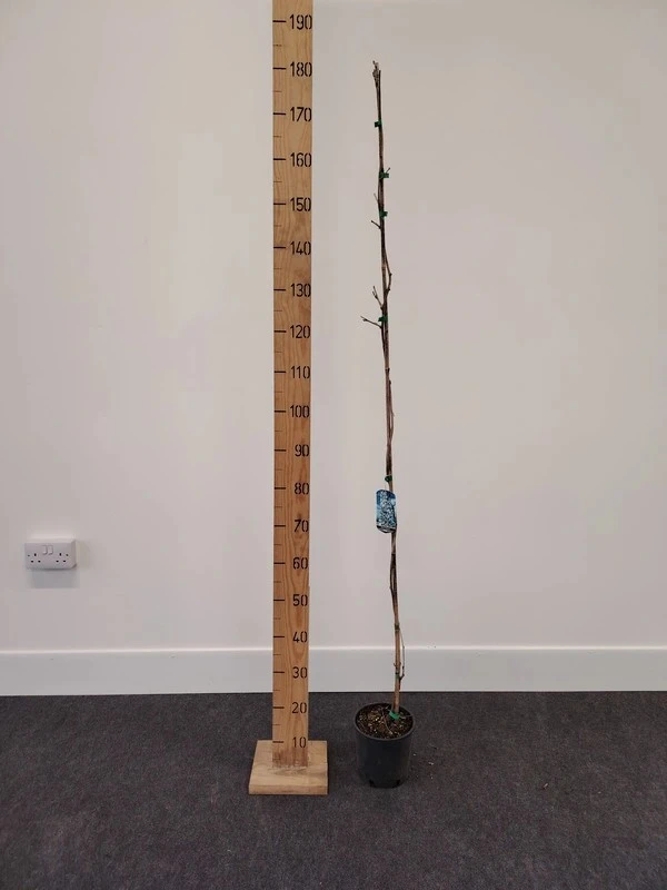 Wisteria Mix Canes - image 1