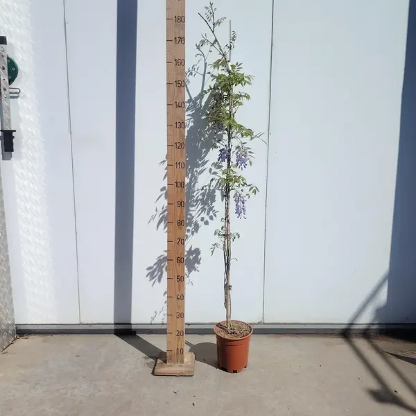 Wisteria Sinensis Cane