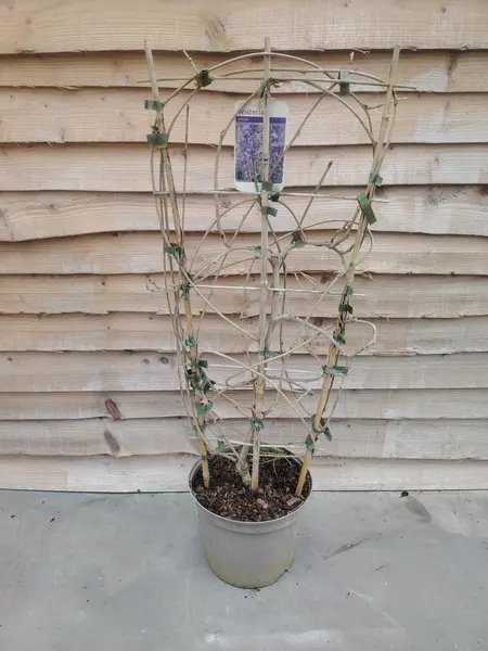 Wisteria Trellis