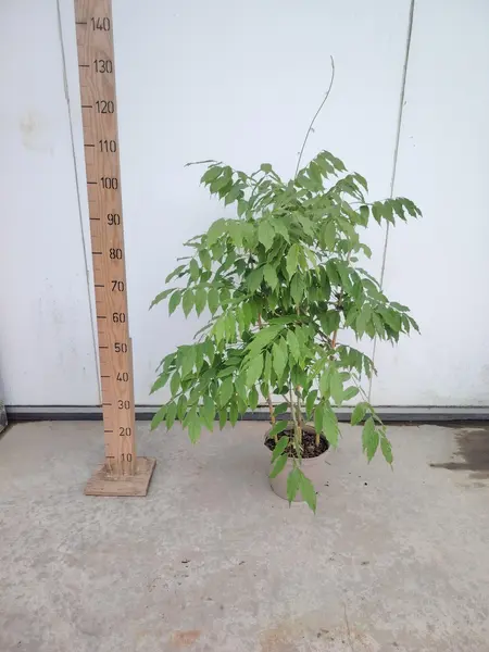 Wisteria Trellis
